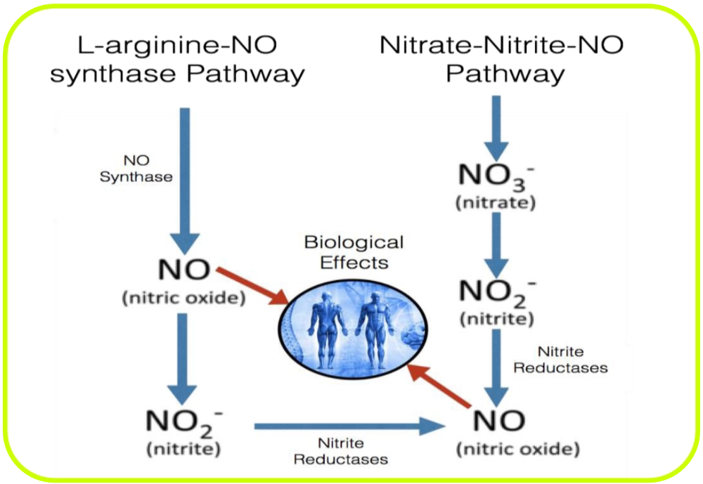 Simplified NO molecular pathways and recovery fundamentals infographic