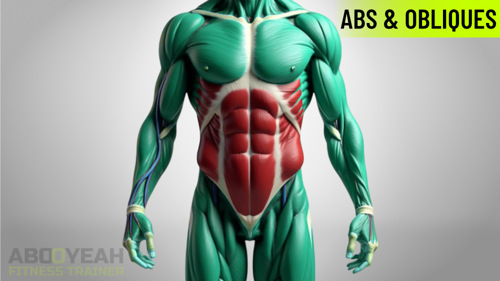 Diagram showing the abdominal muscles including rectus abdominis and obliques on the front and sides of the torso.