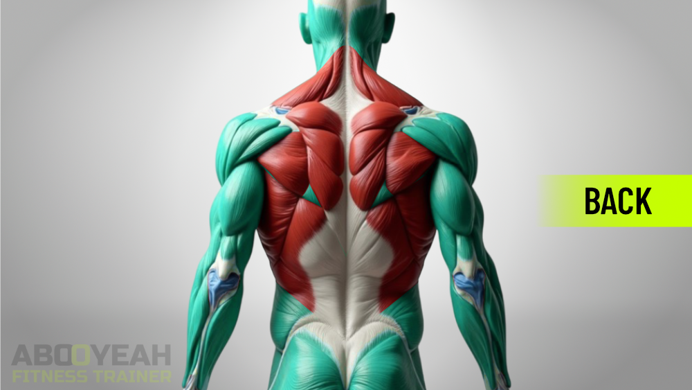 Anatomical illustration of the back muscles: latissimus dorsi, trapezius, rhomboids, and erector spinae.