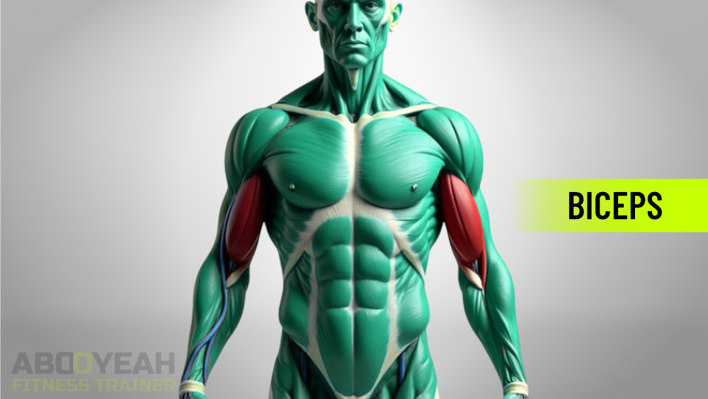 Illustration showing biceps muscles on the front of the upper arm.