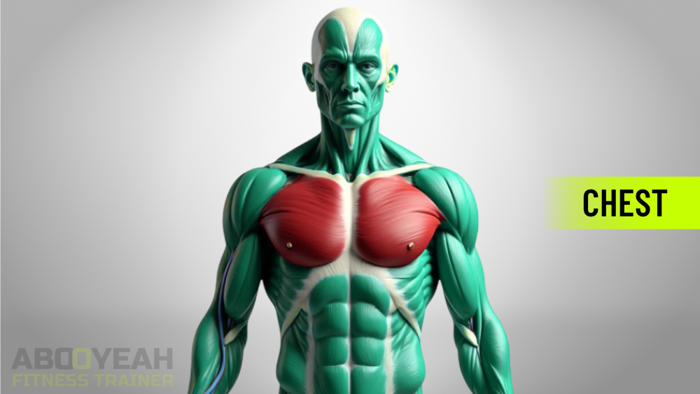 Anatomical diagram of chest muscles showing the pectoralis major and minor.