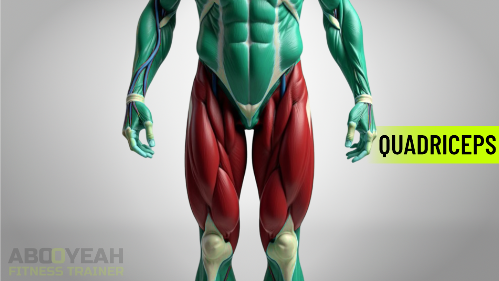 This anatomical image highlights the quadriceps muscles, the powerful four-part muscle group at the front of the thigh responsible for knee extension and lower body strength.