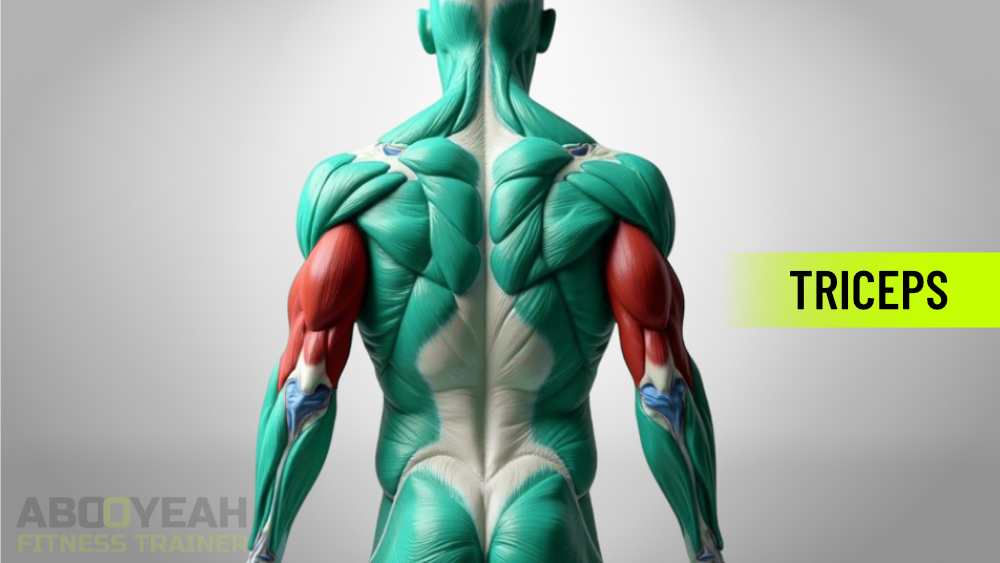 Illustration showing triceps muscles on the back of the upper arm.