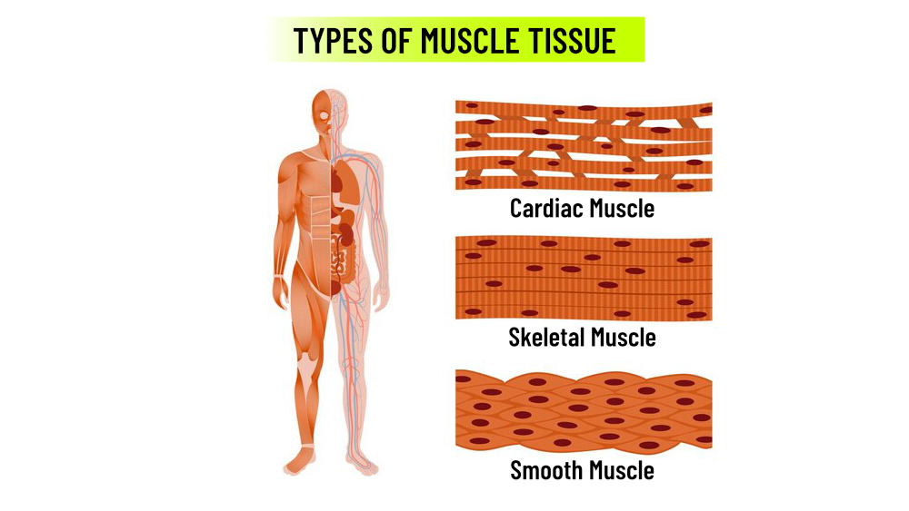 A visual comparison of the three main types of muscle tissue—skeletal, cardiac, and smooth—highlighting their structure, function, and location in the body. Ideal for understanding how each muscle type contributes to movement, organ function, and overall health.