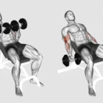 Incline Dumbbell Bicep curls demonstration
