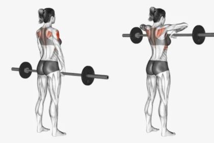 Barbell upright row exercise demonstration