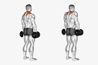 Dumbbell Shrug Exercise demonstration