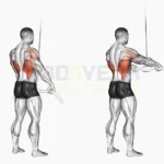 Straight Arm Lat Pulldown Exercise demonstration