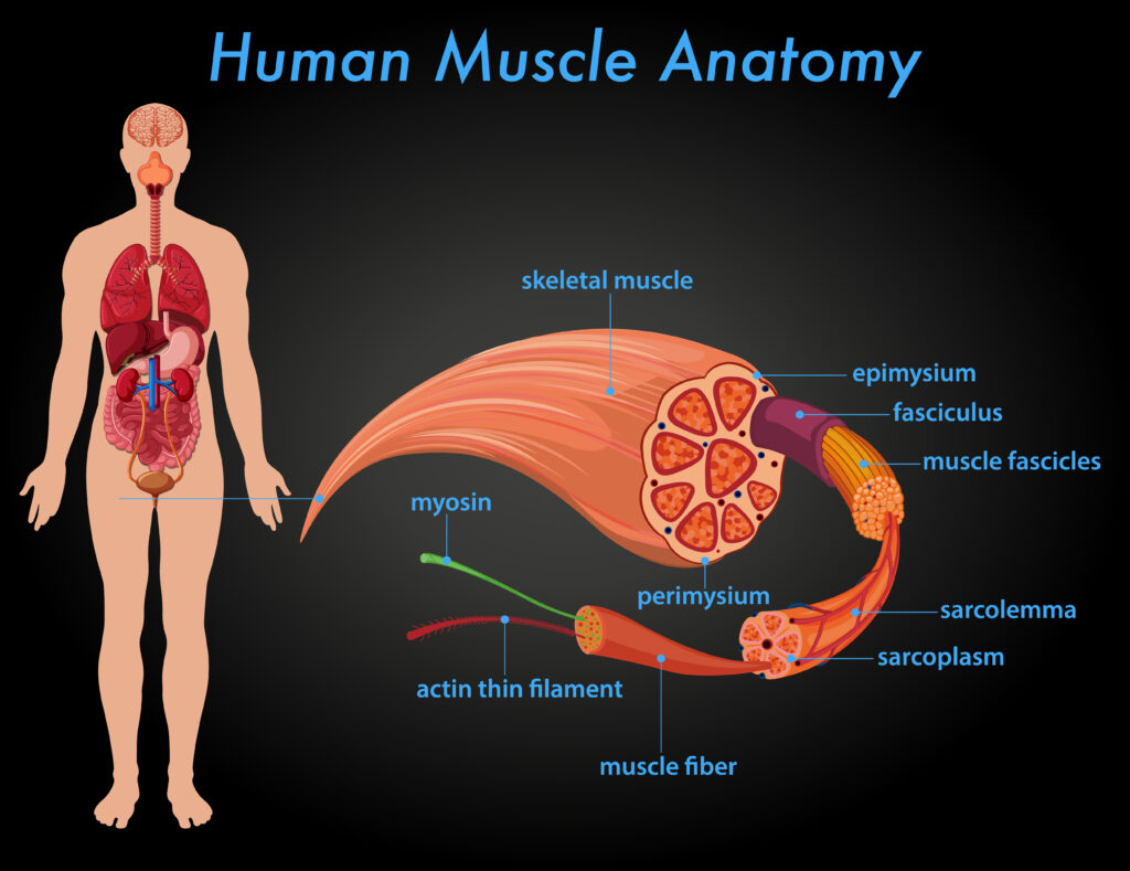 Myofibrillar vs. Sarcoplasmic Muscle Growth Explained A detailed anatomical diagram of skeletal muscle structure, showing muscle fascicles, myosin and actin filaments, and connective tissues like epimysium and perimysium.