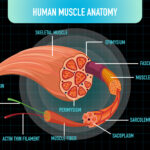 A detailed anatomical illustration of human muscle hierarchy, showing the muscle belly, fascicles, muscle fibers, myofibrils, and sarcomeres with labeled actin and myosin filaments.