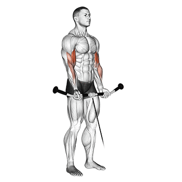 Compound vs. Isolation Exercises Explained